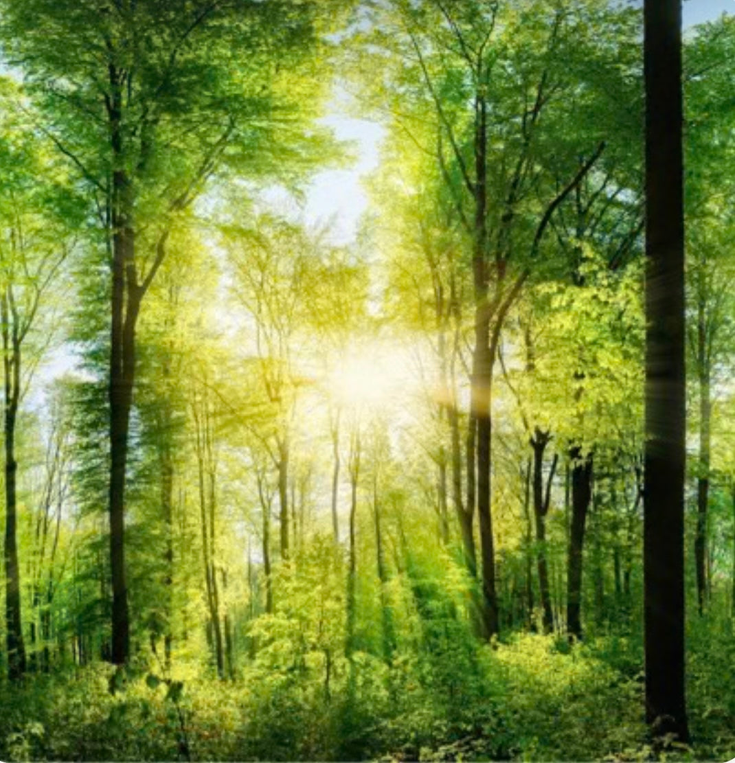 Wax Melts Snap Bars - wellness / spa scents